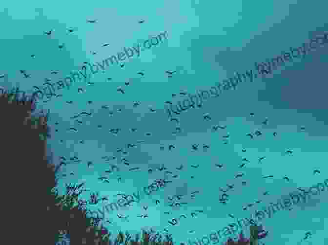 A Flock Of Birds Mysteriously Disappearing, Leaving Behind An Eerie Silence And A Trail Of Unanswered Questions. Where Have All The Birdies Gone? (Lee Ofsted Mysteries 4)