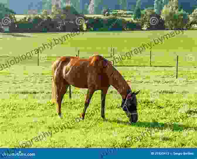 A Horse Grazing In A Field Horsemanship 101: Building The Foundational Relationship (Horsemanship 101: Beginner 1)