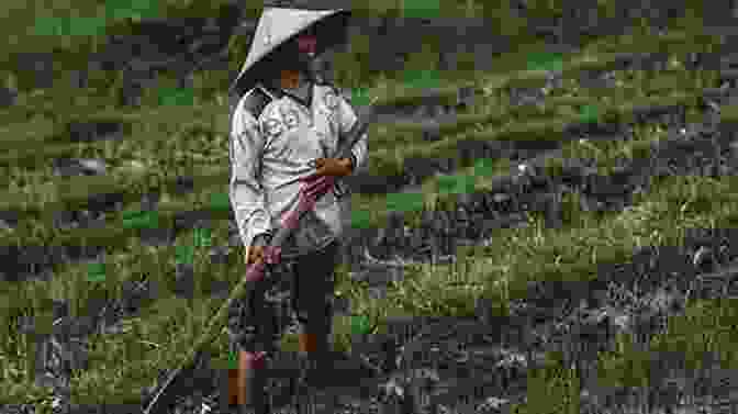 A Japanese Farmer Tending To His Rice Field. Japan Country Living Patricia Gavin