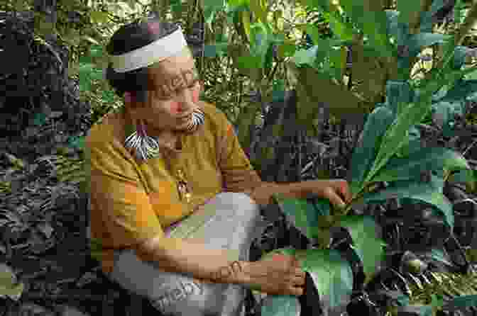 A Native American Elder Gathering Herbs In The Forest Strong Medicine Speaks: A Native American Elder Has Her Say