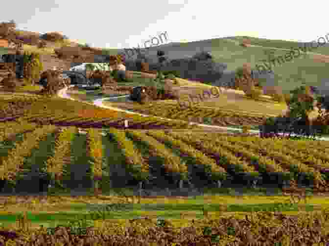 A Panoramic View Of The Barossa Valley's Vineyards And Rolling Hills McLaren Vale Travel Guide (Unanchor): Savor South Australia In 3 Days: Just Add Wine