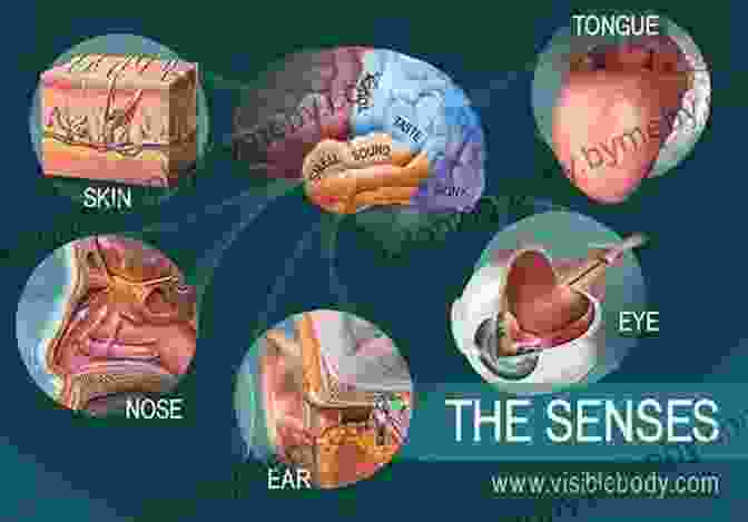 A Person Experiencing A Sensory Journey Through Sight, Sound, Smell, Taste, And Touch 7 Keys To Successful Sensory Processing: KEY 1 Understanding The Senses