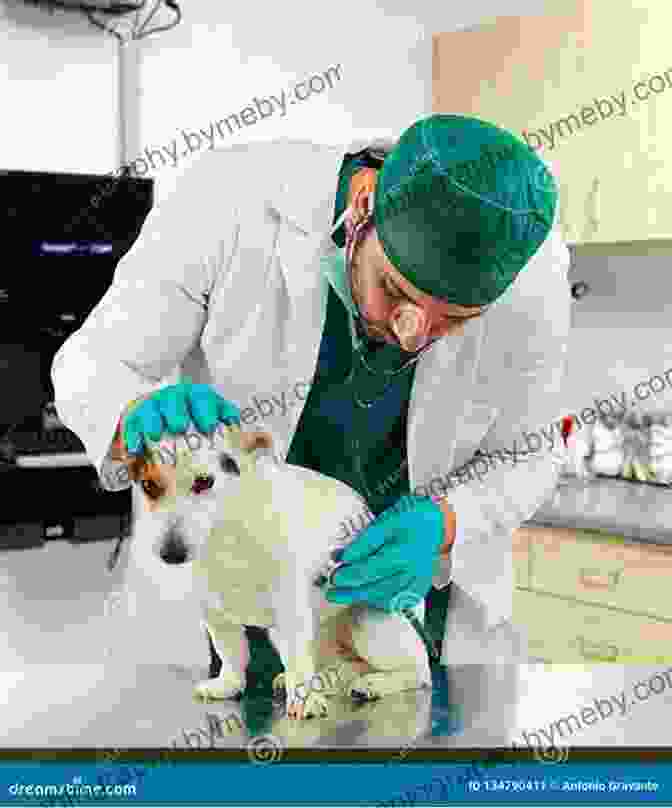 A Veterinarian Examines A Dog While A Detective Looks On, Adding To The Suspense Of The Medical Thriller. Hide And Seek: A Dog Lover S Medical Thriller Suspense (The September Day 2)