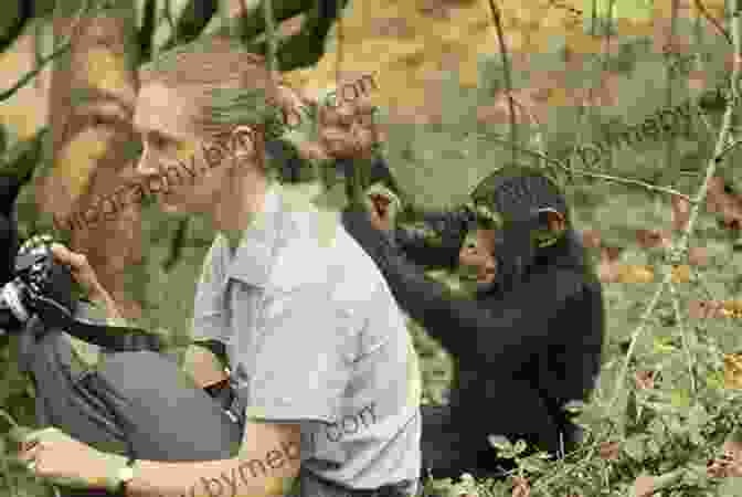 A Young Jane Goodall In Africa, Surrounded By Chimpanzees Trailblazers: Jane Goodall: A Life With Chimps