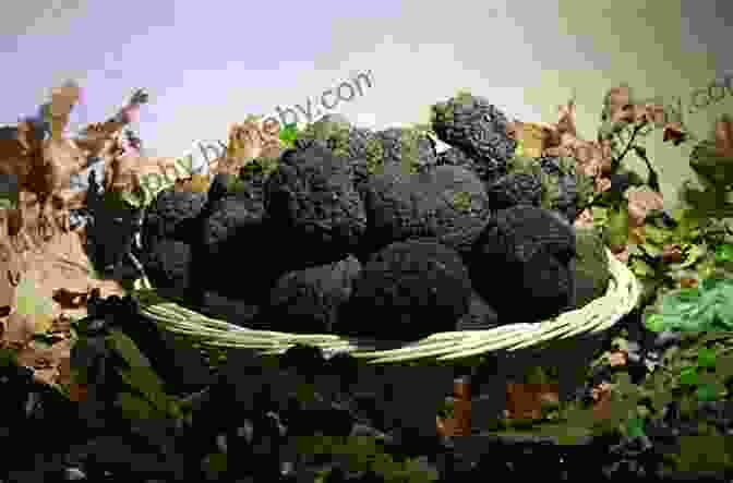 Aromatic Black Truffles From Umbria, Prized For Their Intense Flavor And Culinary Versatility Blue Guide Umbria Chapter From Blue Guide Central Italy