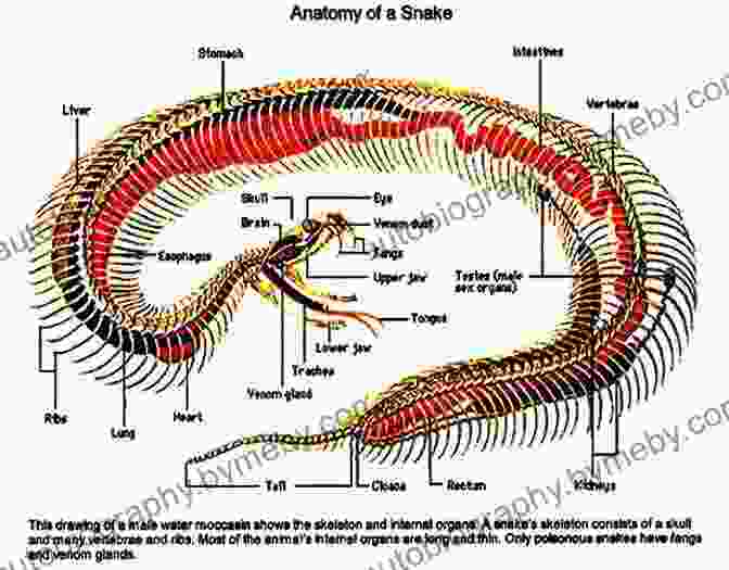 Detailed Diagram Illustrating The Anatomy Of A Snake, Including Its Skeleton, Muscles, And Skin Layers. How To Draw Snakes Step By Step Guide: Best Snake Drawing For You And Your Kids