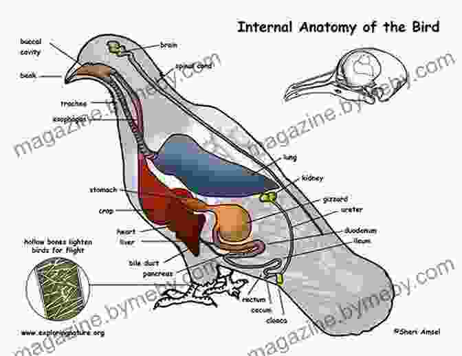 Diagram Of Bird Anatomy Drawing Birds Andrew Forkner