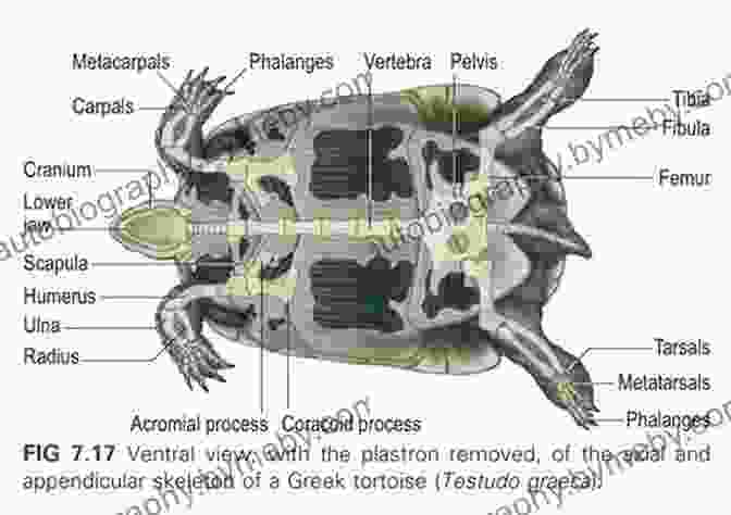 Diagram Of Turtle Anatomy And Physiology Sea Turtles Facts: Knowledge About Turtle You Love To Know