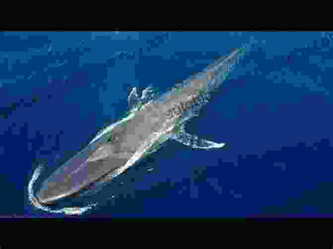 Gigantic Blue Whale Breaching The Ocean's Surface MegaCool MegaFauna: Creatures Of Today The Biggest Animals In The World Grades 3 6 Leveled Readers (32 Pgs)