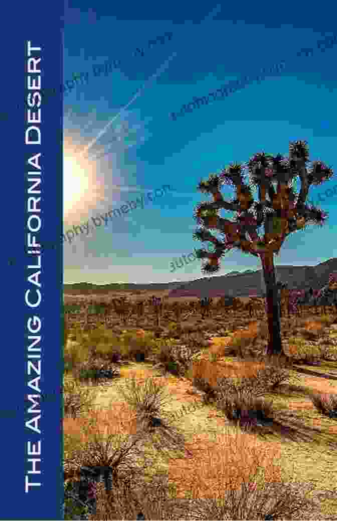 Idyllwild Palm Springs Made Easy: Your Guide To The Coachella Valley Joshua Tree Hi Desert Salton Sea Idyllwild And More