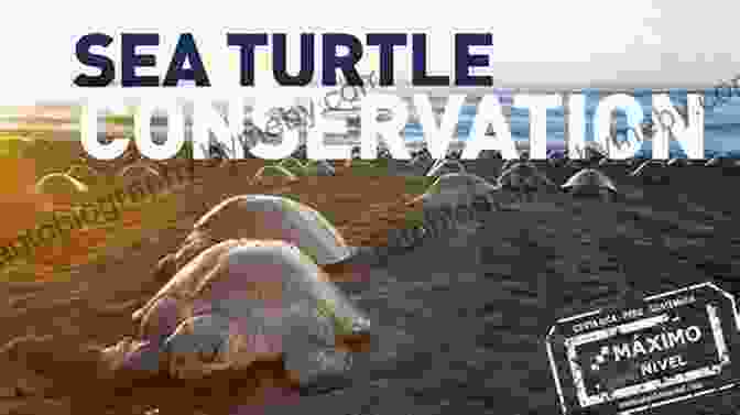 Images Representing Turtle Conservation Efforts Sea Turtles Facts: Knowledge About Turtle You Love To Know