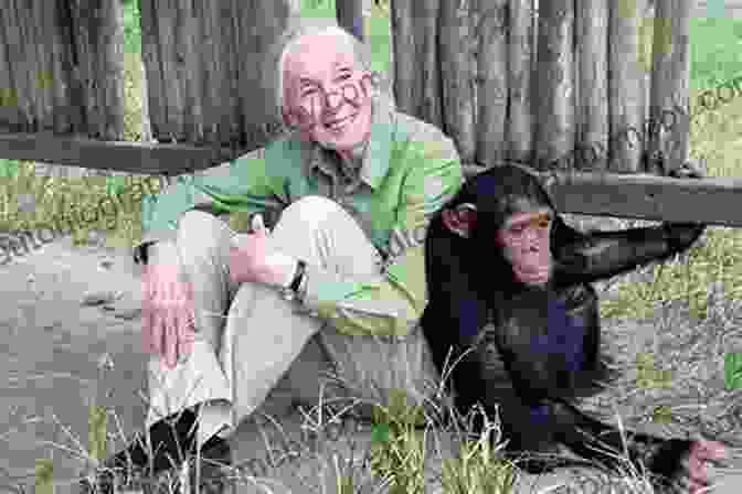 Jane Goodall Advocating For Chimpanzee Conservation Trailblazers: Jane Goodall: A Life With Chimps