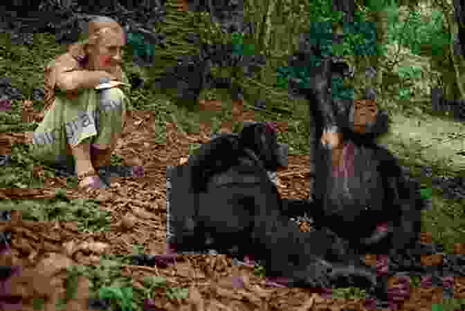 Jane Goodall Observing Chimpanzees At Gombe Stream National Park Trailblazers: Jane Goodall: A Life With Chimps