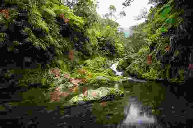 Kurtz Exploring The Lush Jarabacoa Rainforest Kurtz S Trip To The Dominican Republic : A Man S First Visit To The North Coast Of The DR