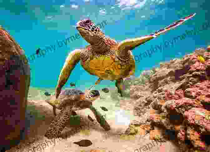 Montage Of Images Showcasing Different Turtle Habitats Sea Turtles Facts: Knowledge About Turtle You Love To Know