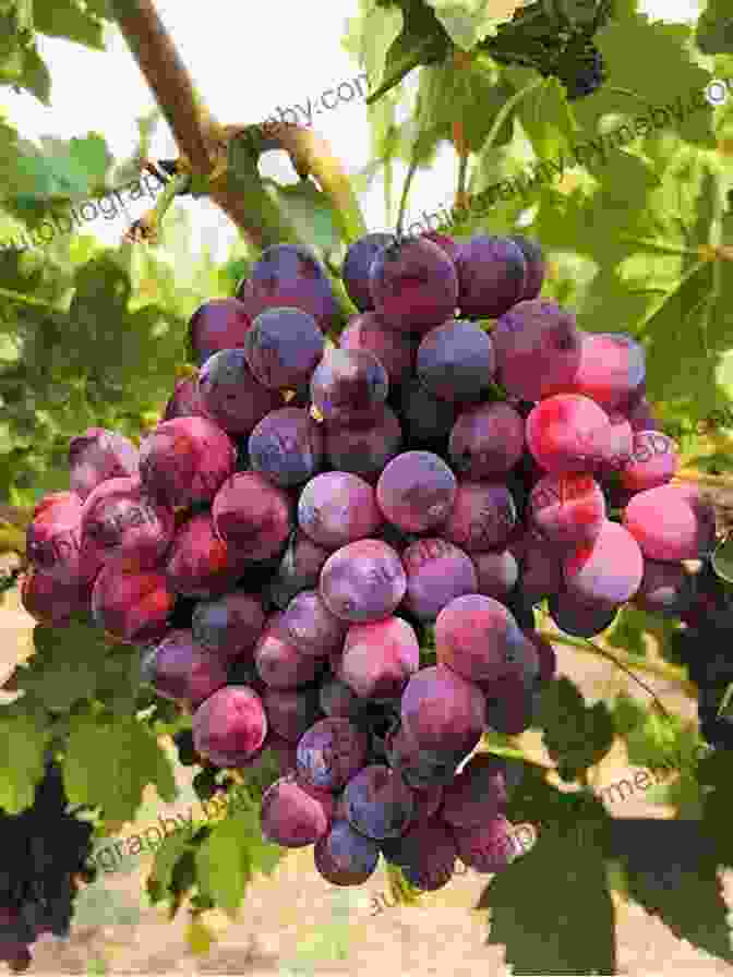 Photo Of Various Australian Grapes Halliday Wine Companion 2024: The And Definitive Guide To Australian Wine