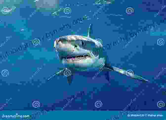 Powerful Great White Shark Patrolling The Ocean's Waves MegaCool MegaFauna: Creatures Of Today The Biggest Animals In The World Grades 3 6 Leveled Readers (32 Pgs)