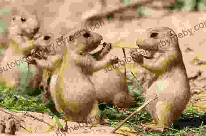 Prairie Dog Sharing Food With A Smaller Animal Cutie The Loving Hen: The 7 Virtues Stories From Hawk S Little Ranch Vol 1