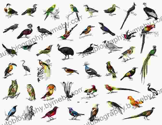 Sketches Of Different Bird Species Drawing Birds Andrew Forkner