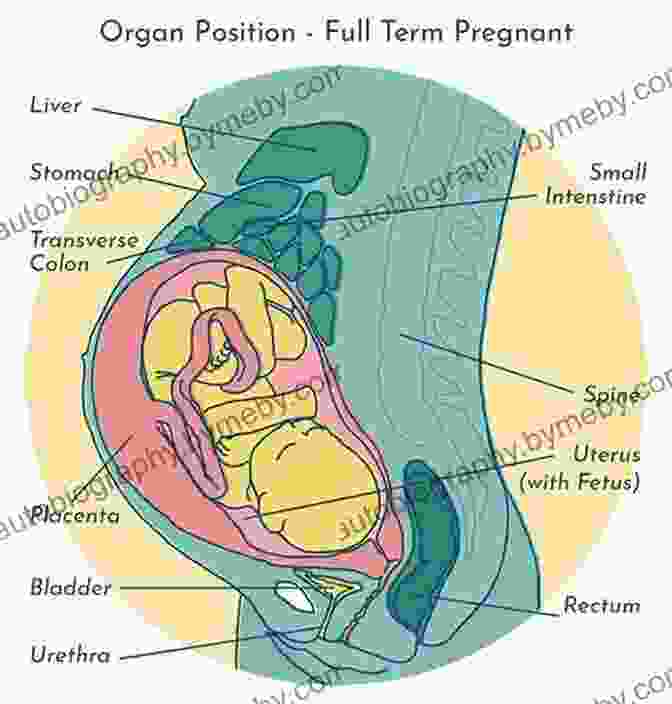 The Physical Transformations Of Childbirth, Including The Expansion Of The Uterus And Softening Of Ligaments And Muscles. Mother With Child: Transformations Through Childbirth