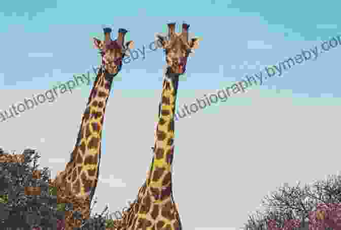 Towering Giraffe With Its Long Neck Reaching Up To The Treetops MegaCool MegaFauna: Creatures Of Today The Biggest Animals In The World Grades 3 6 Leveled Readers (32 Pgs)