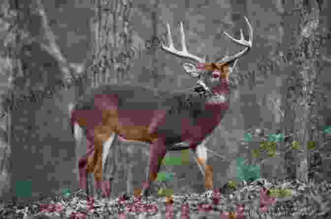 Whitetail Deer Standing In A Forest Clearing During Sunset Bowhunting Public Land Whitetails Anna Bright